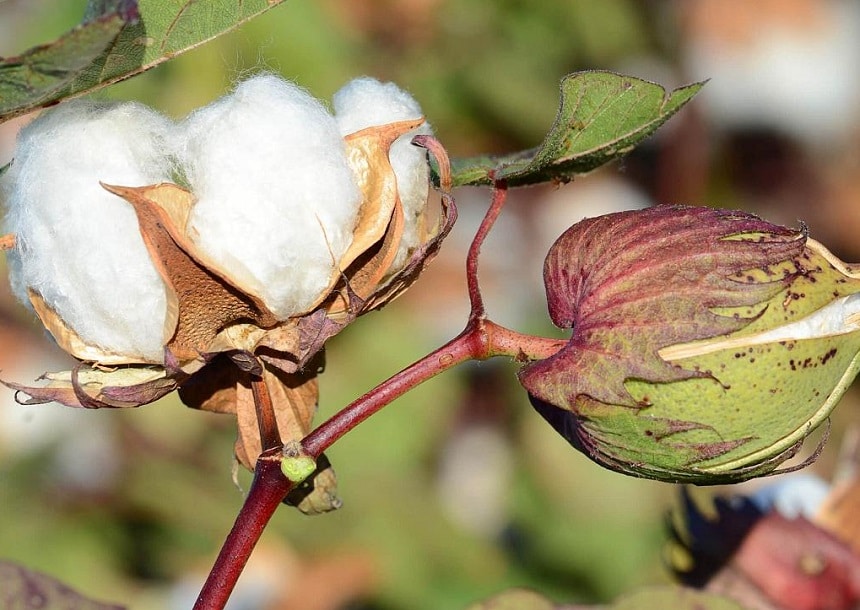 Everything About Pima Cotton: Is It Better Than Regular Cotton?