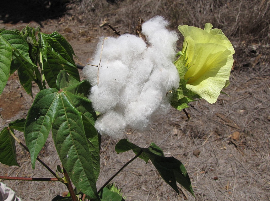 Everything About Pima Cotton: Is It Better Than Regular Cotton?
